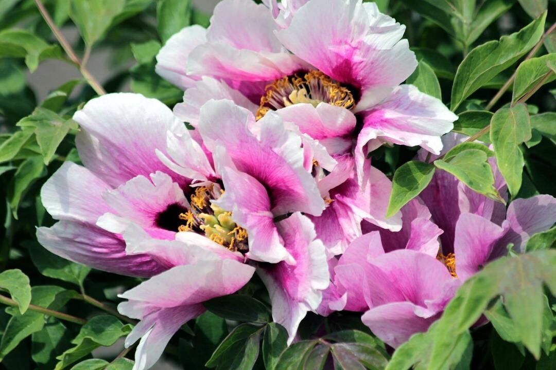 #42. Tree peony